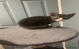 American Shorthair cats for sale: Black white kitten  - Image 5