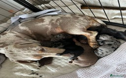 Miniature Dachshund dogs for sale: Beautiful Miniature Dachshund Puppies - Image 1