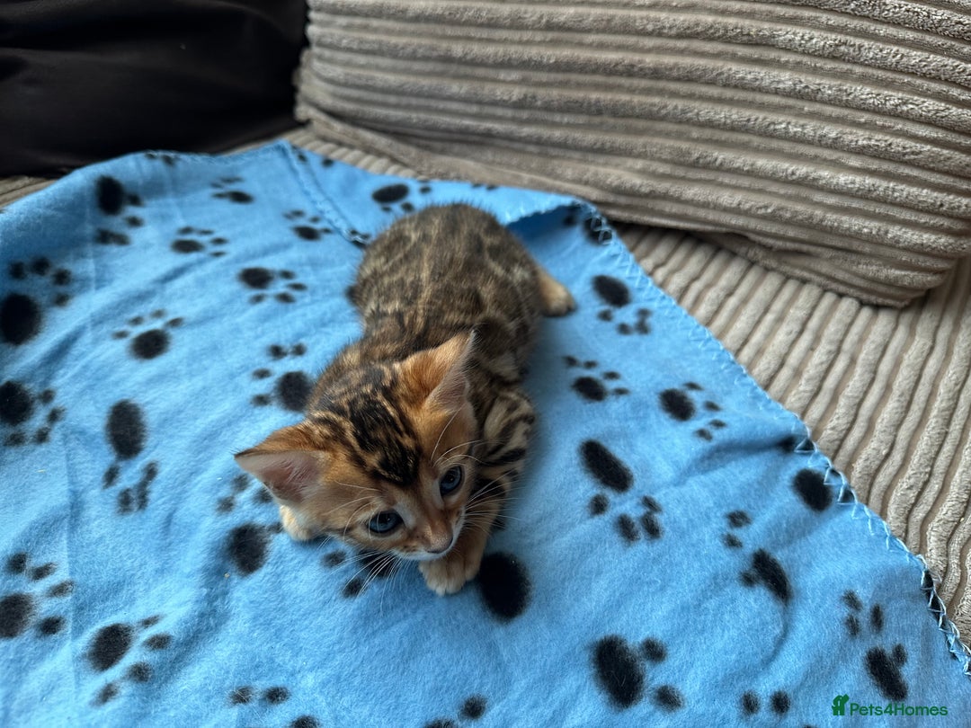 Bengal cats for sale: TICA Bengal kittens for sale . 🐱 - Image 15