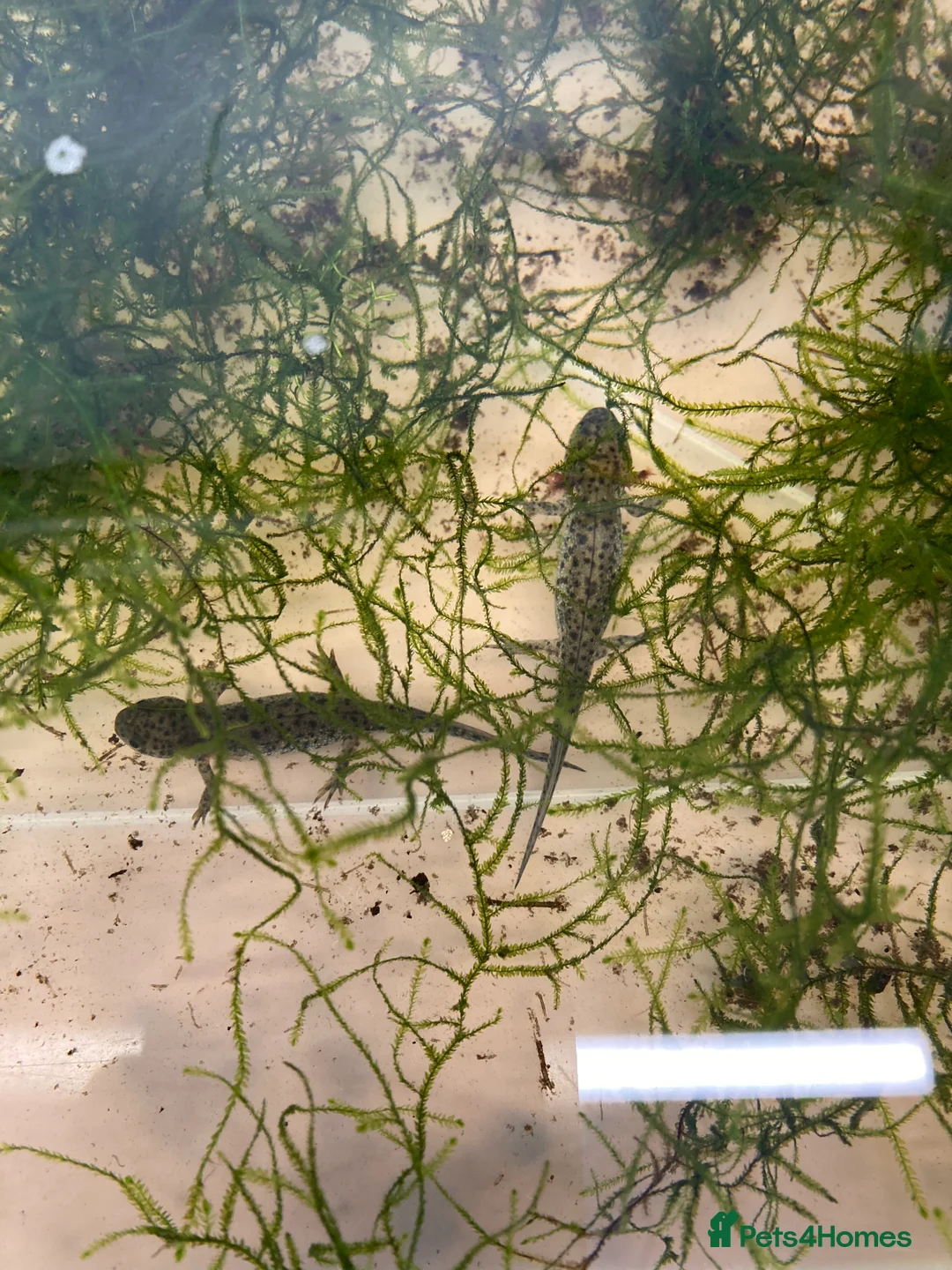 Newt reptiles for sale: Sharp ribbed newts for sale - Advert 3
