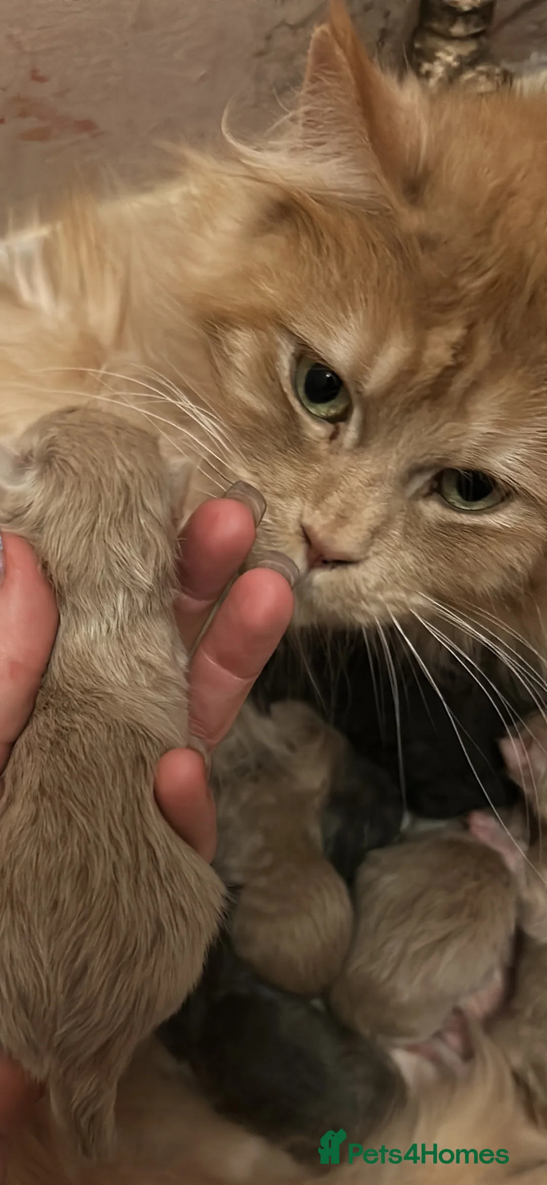 Maine Coon cats for sale: Cream Smoke Tabby Maine Coon Boy READY NOW in Dorking - Advert 12