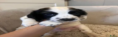 Sprocker 3 Ham
