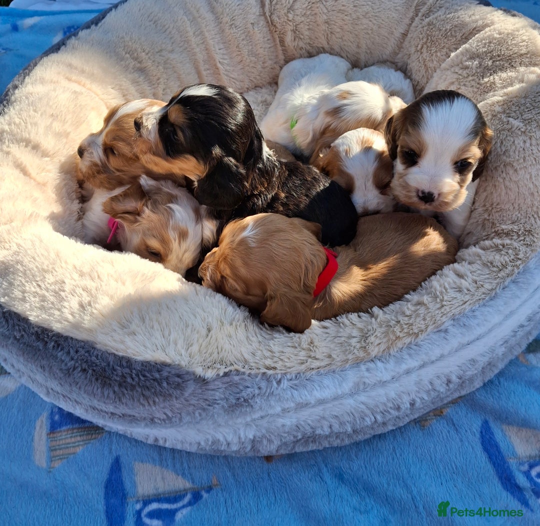 Cocker Spaniel dogs for sale: *Cocker spaniel puppys* - Image 7