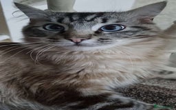 Ragdoll cats for sale: Ragdoll kitten (Girl)  - Image 5