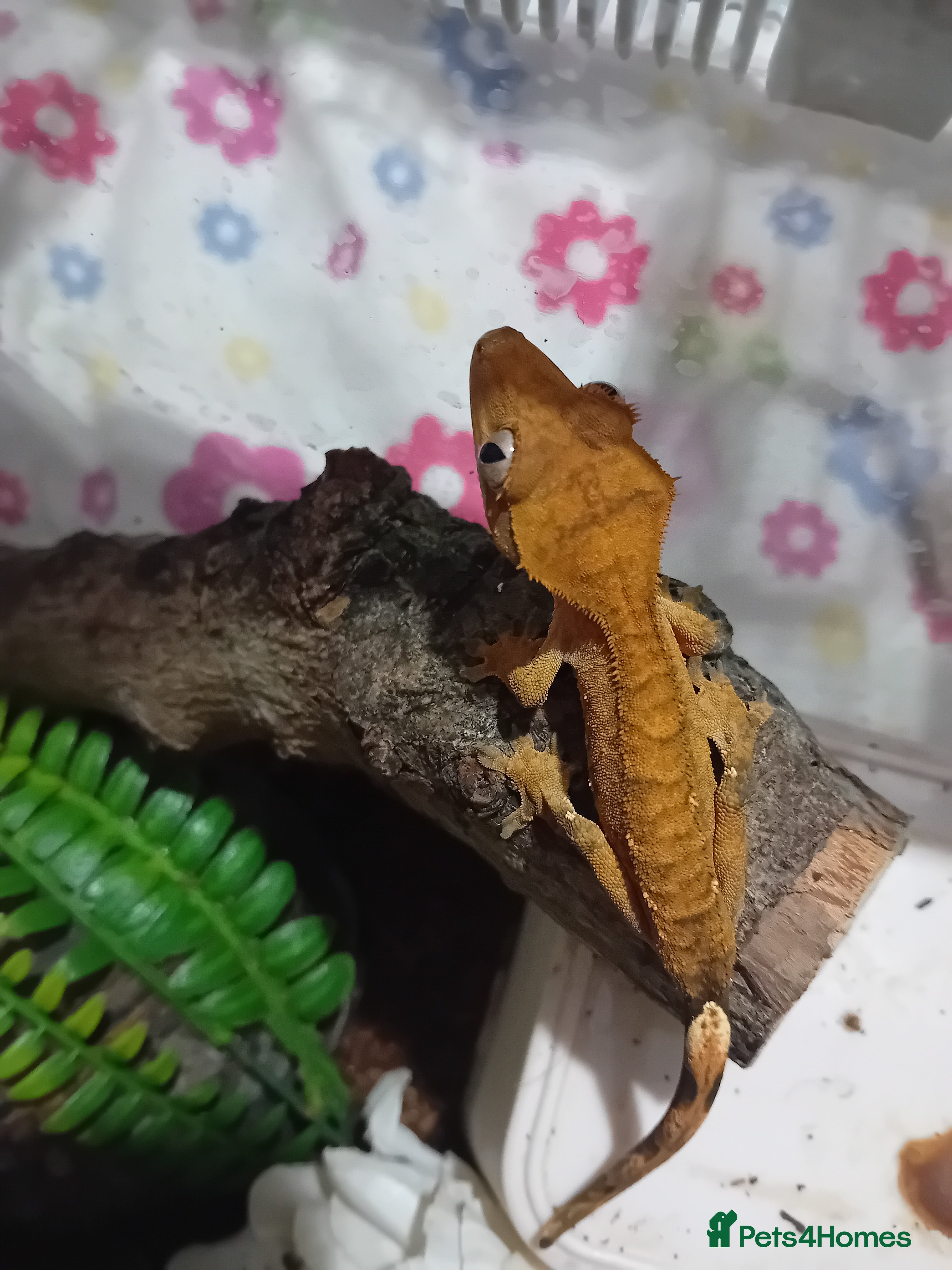 Lizard reptiles Several baby crested geckos for sale - Advert 4