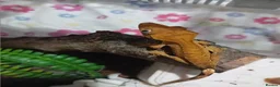 Lizard reptiles for sale: Several baby crested geckos for sale - Advert 1