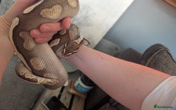 Python Snake reptiles for sale: 5 year old Royal Python GHI Lesser  - Image 5