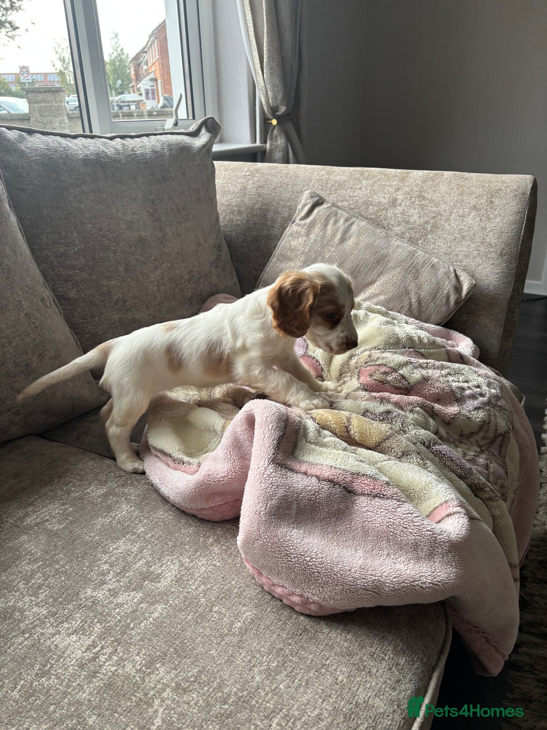 Cocker Spaniel dogs for sale: Beautiful girl - Image 7
