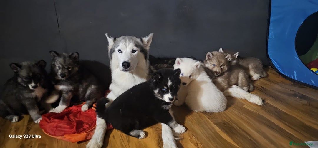 Siberian Husky dogs for sale: ready to go Wooly Siberian Husky - Image 33