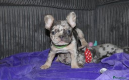 French Bulldog dogs for sale: Stunning blue & lilac merle READY for new homes 🏡 - Image 16