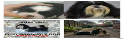 Shih Tzu dogs for stud: RKC Standard pure breed SHIH TZU -Stud - Advert 7