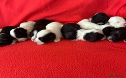 Havanese dogs for sale: 🐾 9 Havanese Puppies for Their Forever Homes 🐾 - Image 6