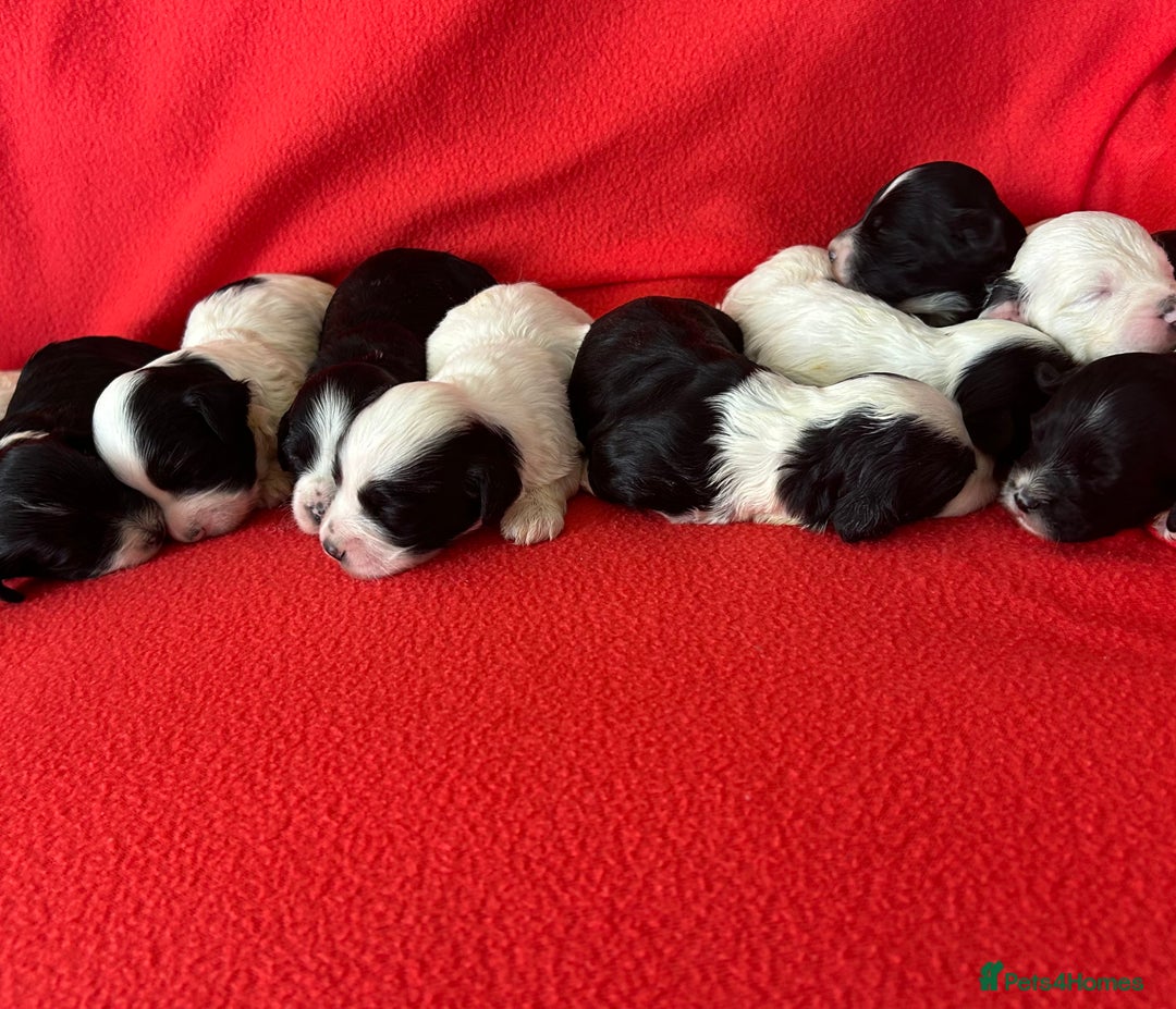 Havanese dogs for sale: 🐾 9 Havanese Puppies for Their Forever Homes 🐾 - Image 6
