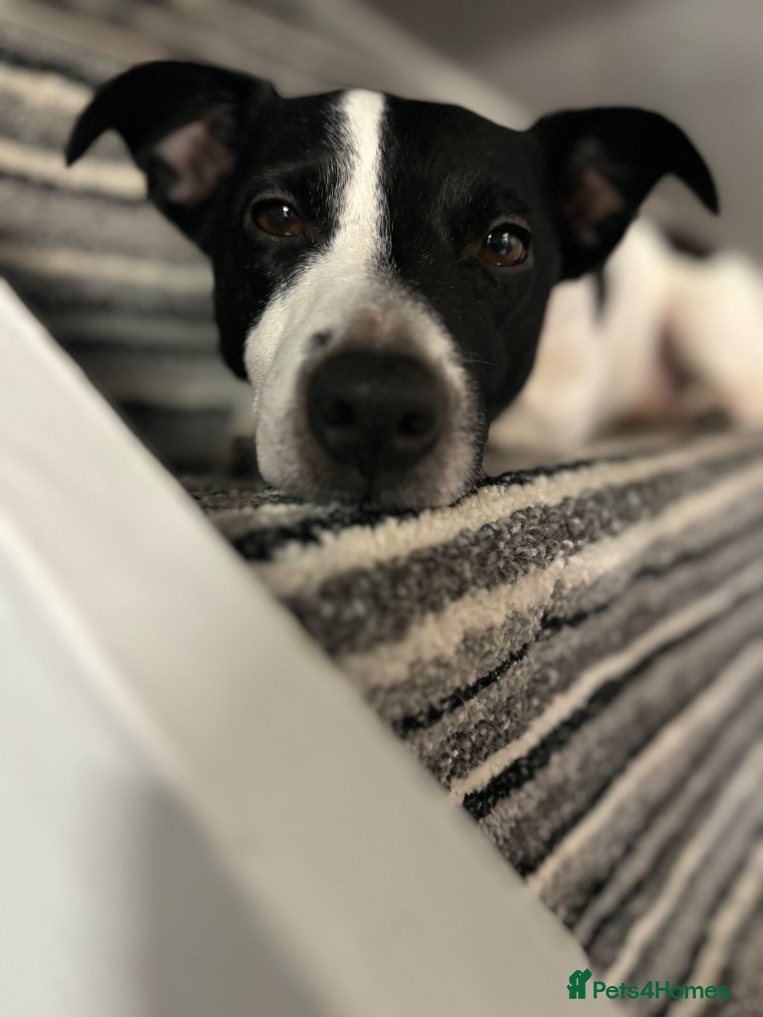 Jack Russell dogs Male Jack Russell - Advert 2