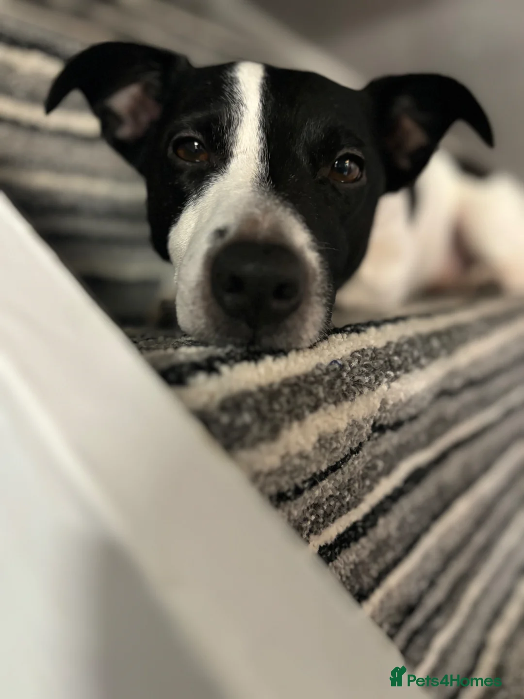 Jack Russell dogs for stud: Male Jack Russell in Normanton - Advert 1