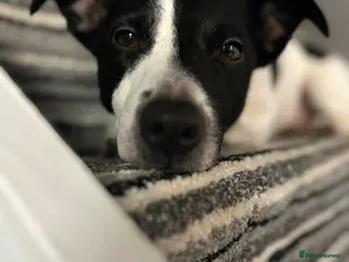 Jack Russell dogs Male Jack Russell - Advert 2