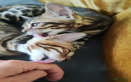 Bengal cats for sale: 🔥The Cutest Bengals in the UK? Come See 😺 🐾 - Image 4