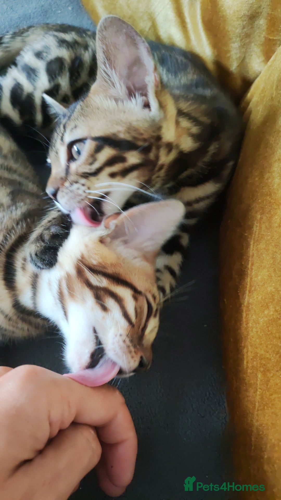 Bengal cats for sale: 🔥The Cutest Bengals in the UK? Come See 😺 🐾 - Image 4