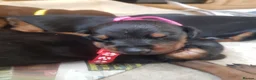 Dobermann dogs for sale: Adorable Doberman puppies  - Advert 34