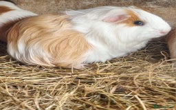 Guinea Pig rodents for sale: 5 month old female guinea pigs  - Image 2