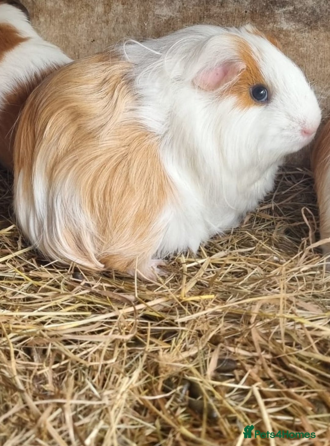 Guinea Pig rodents for sale: 5 month old female guinea pigs  - Image 2