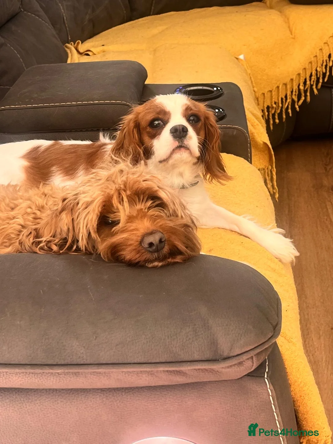 Cavapoo dogs for sale: CAVAPOOS RED TOY SIZE  - Advert 10
