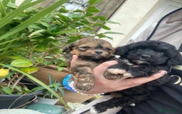 Shihpoo dogs for sale: 1 beautiful Sable shihpoo boy  - Image 4
