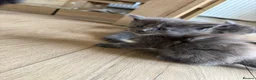 Maine Coon cats for sale: Maine Coon kittens  - Advert 16