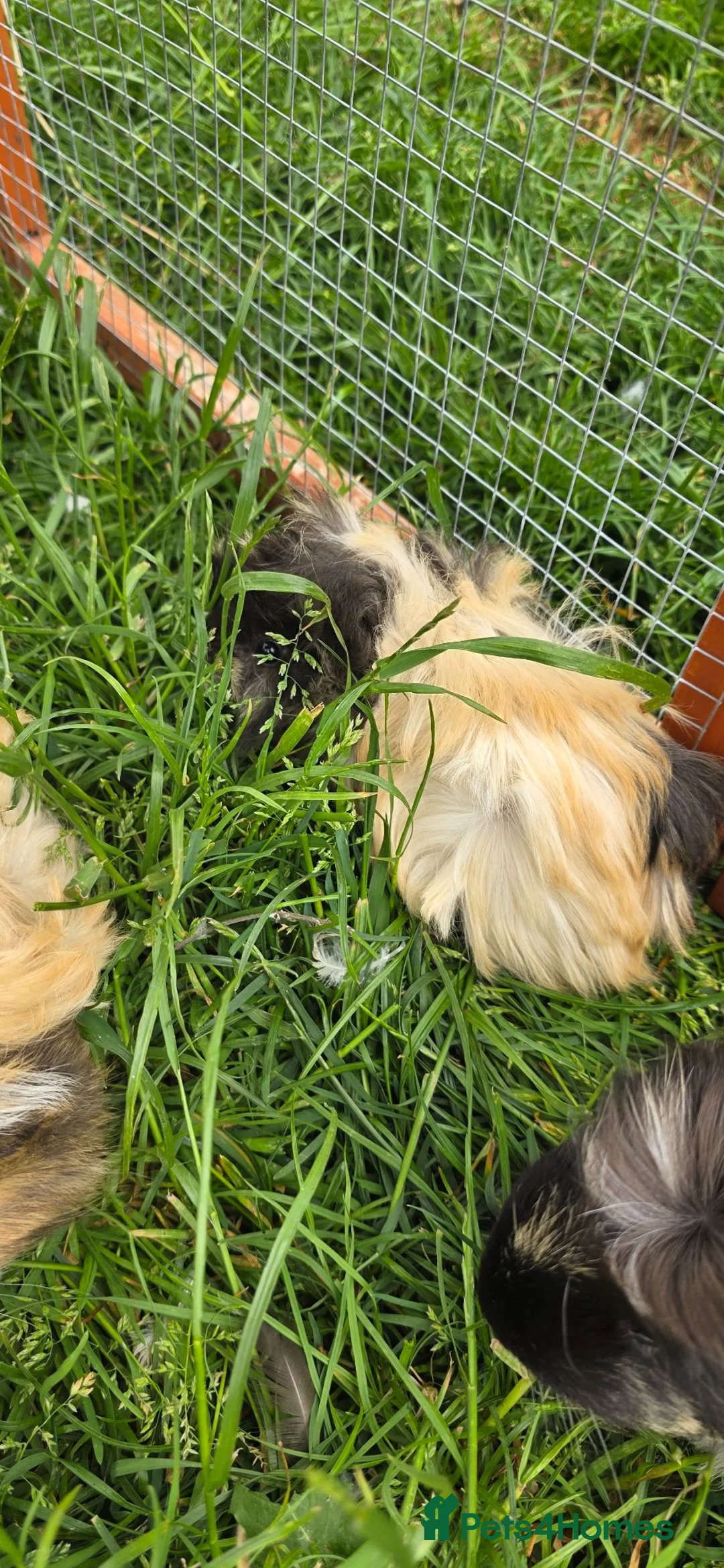 Guinea Pig rodents for sale: Female guinea pigs in Musselburgh - Advert 6