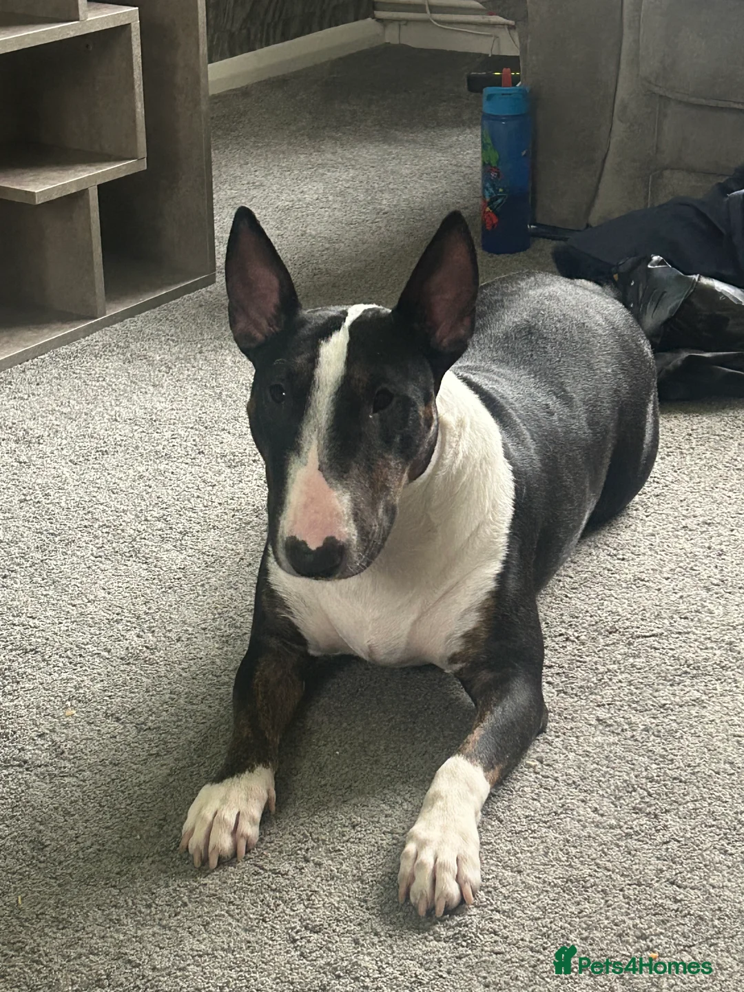 English Bull Terrier dogs for sale: English bull terrier  - Advert 1