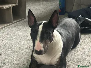 English Bull Terrier dogs English bull terrier - Advert 2