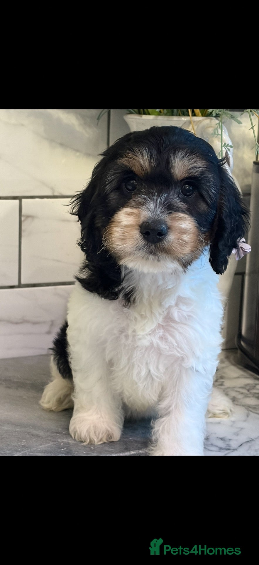 Cockapoo dogs for sale: 💗 TOY COCKAPOOS MALES AND FEMAL - Advert 8