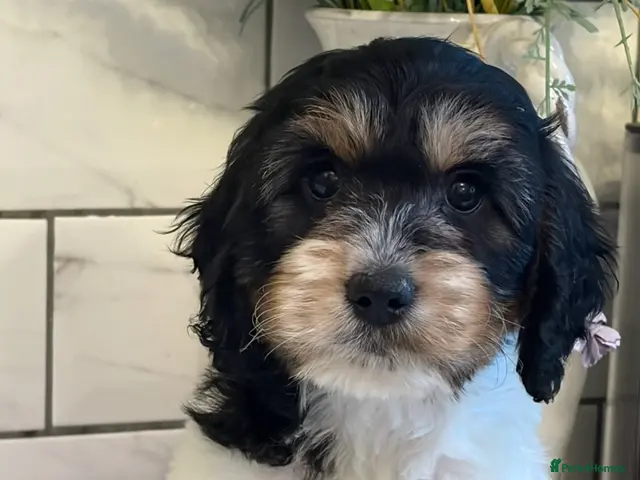 Cockapoo dogs for sale: 💗 TOY COCKAPOOS MALES AND FEMAL - Advert 8