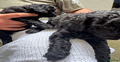 Toy Poodle dogs - Advert 7