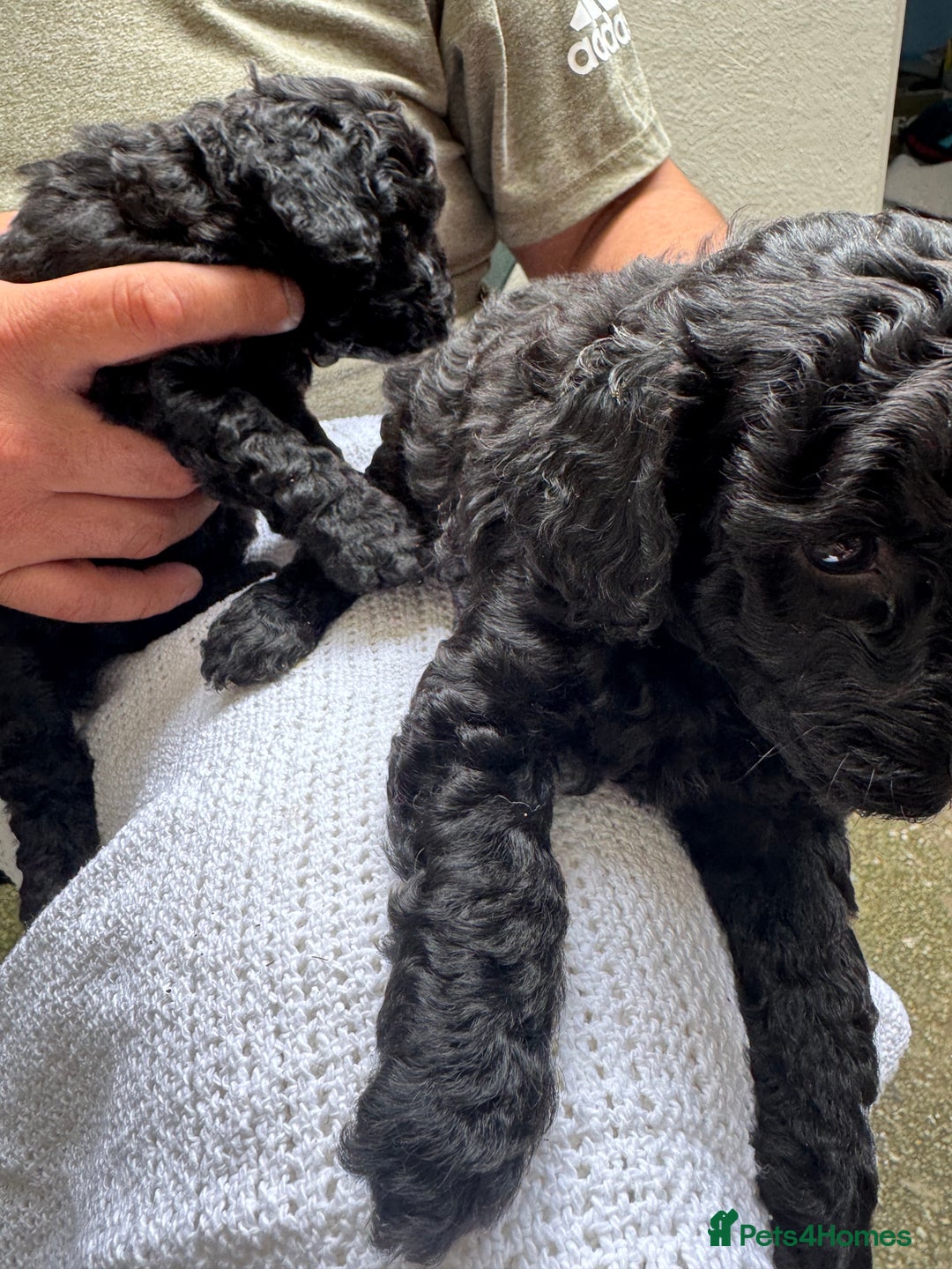 Toy Poodle dogs for sale: Tiny black toy poodle puppies KC registered - Image 3