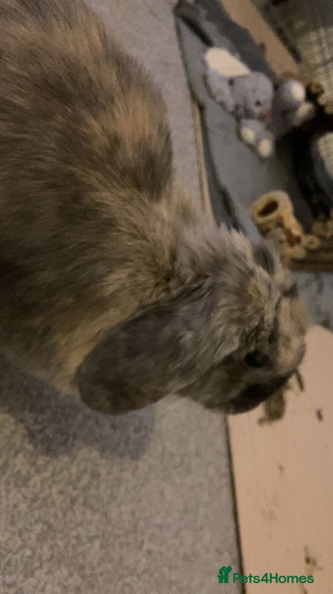 Mini Lop rabbits for sale: Mini lop doe - Advert 3