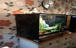 Gecko reptiles for sale: 2 x Female Tokay geckos and individual set ups - Image 17