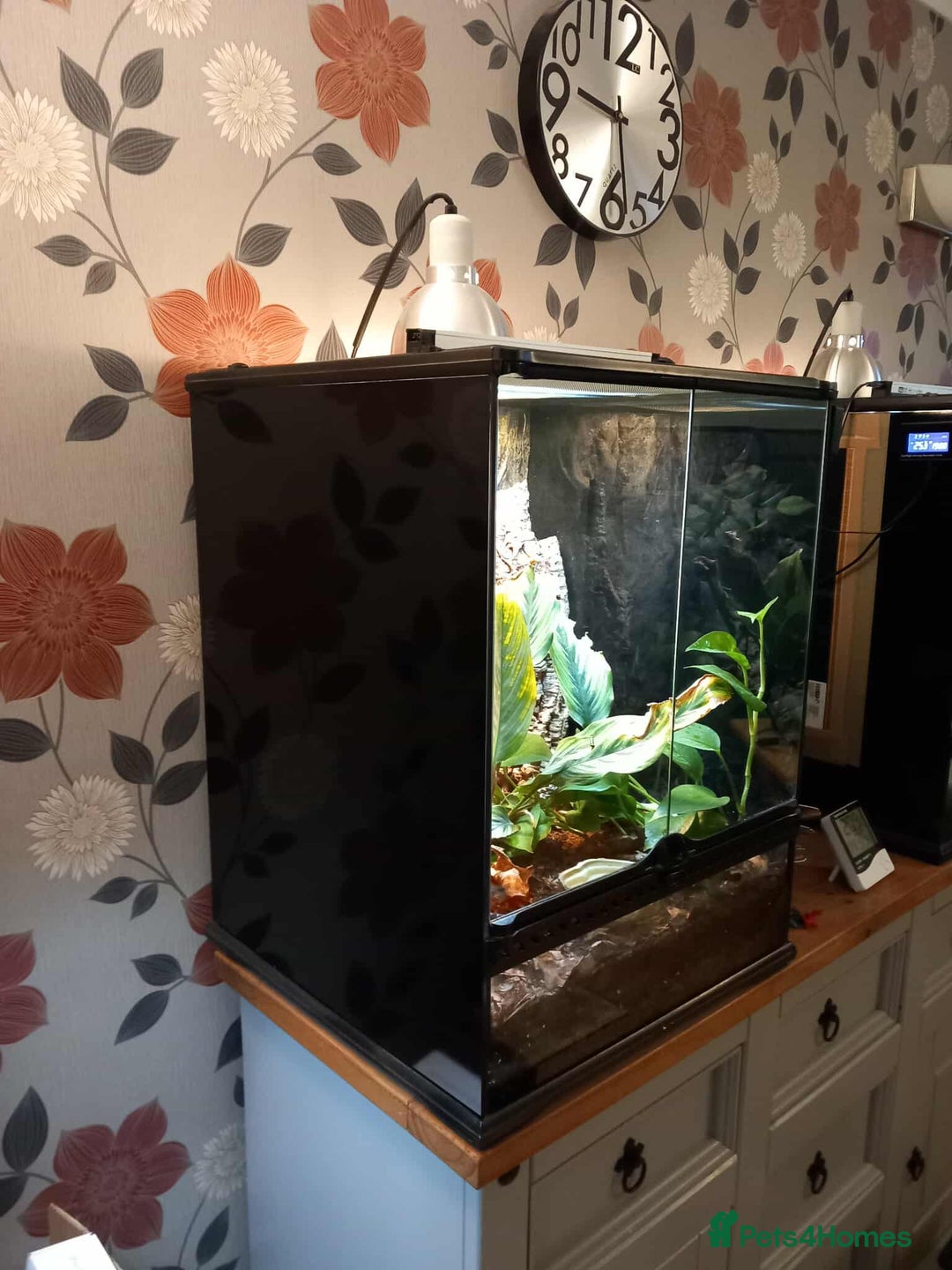 Gecko reptiles for sale: 2 x Female Tokay geckos and individual set ups - Image 17