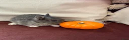 Netherland Dwarf rabbits for sale: Gorgeous Netherland Dwarf bunnies in Carlisle - Advert 7
