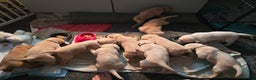 Labrador Retriever dogs for sale: Gorgeous Labrador puppies - Advert 8