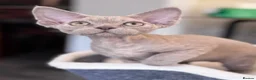 Devon Rex cats for sale: Fantastic pedigree Devon Rex kittens  - Advert 4