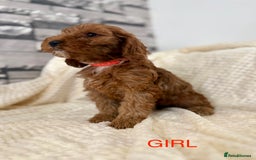 Cockapoo dogs for sale: STUNNING F1 FOX RED COCKERPOO PUPPIES - Image 6