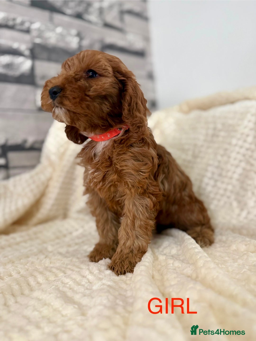 Cockapoo dogs for sale: STUNNING F1 FOX RED COCKERPOO PUPPIES - Image 6