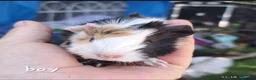 Guinea Pig rodents for sale: Young male guinea pigs for sale  - Advert 6