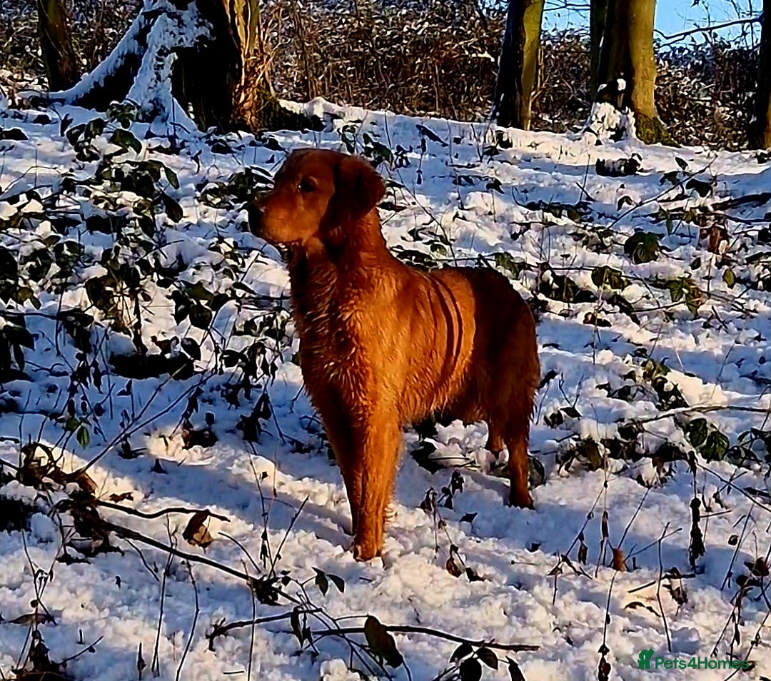 Golden Retriever dogs EXCEPTIONAL HEALTH 0.7% COI - Advert 12