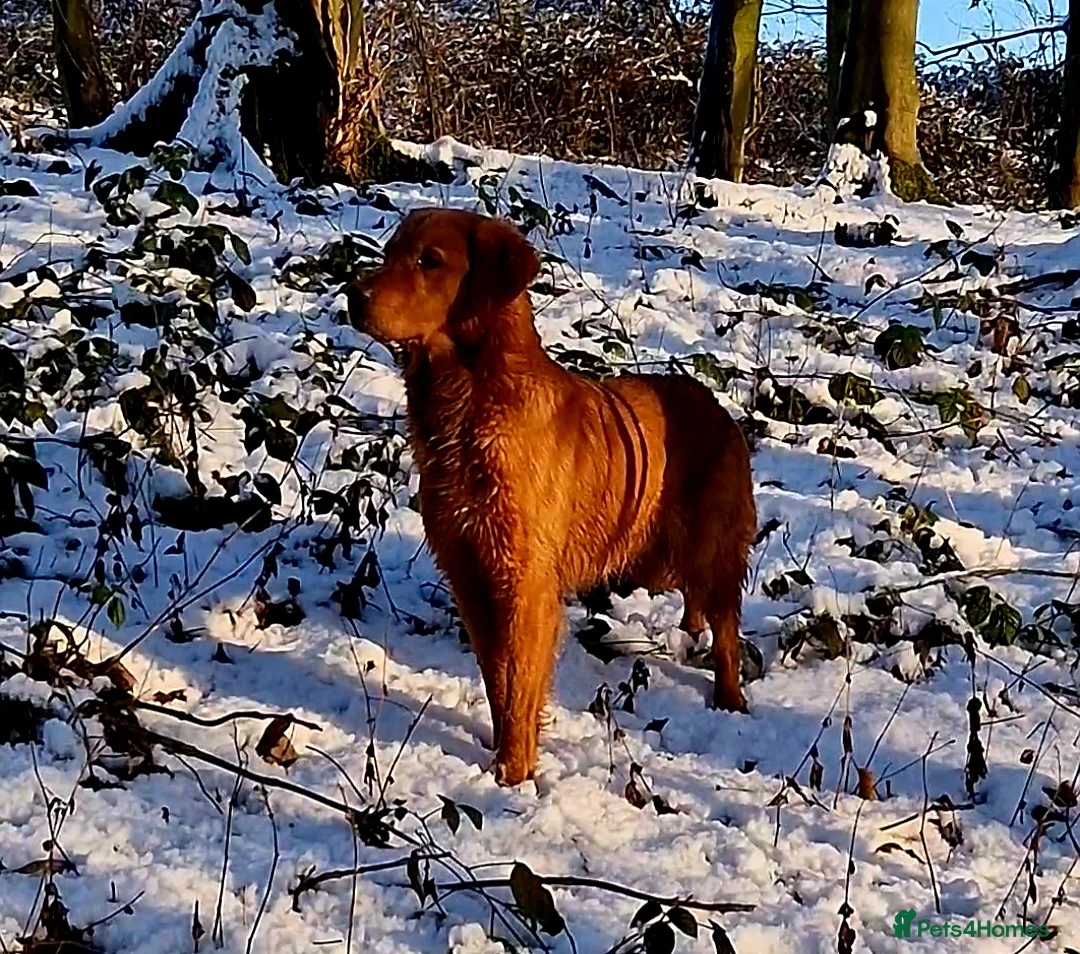 Golden Retriever dogs for stud: EXCEPTIONAL HEALTH 0.7% COI - Advert 1