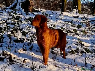 Golden Retriever dogs EXCEPTIONAL HEALTH 0.7% COI - Advert 12