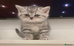 British Shorthair cats for sale: Champion Line Gorgeous BritishShortHair Kittens 🩷 - Image 10
