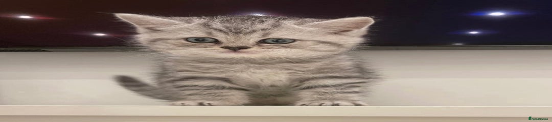 British Shorthair Kitten 2