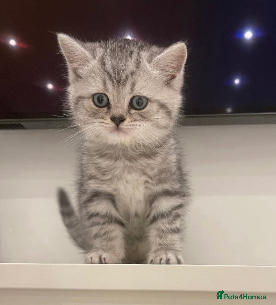 British Shorthair cats for sale: Champion Line Gorgeous BritishShortHair Kittens 🩷 - Image 10